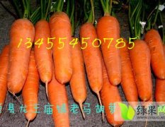 山东单县三红萝卜品质优良