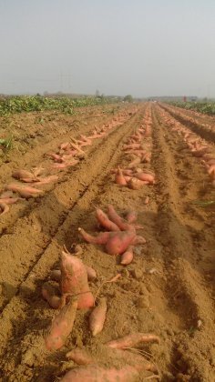 夏津红薯名优产品银城王厚刚诚信合作