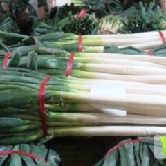 滕州大葱火爆招商中,姜屯龙艳红诚信合作