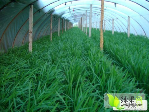 2014年河南尉氏平韭6号韭菜价格