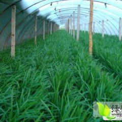 尉氏韭菜是名优特产,庄头王献伟诚信合作