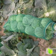 湖北钟祥出售:甘蓝.大白菜.白萝卜