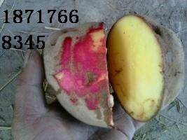2014年甘肃红皮土豆价格