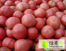 大量出售硬粉西红柿，硬度高，耐运输，色泽亮