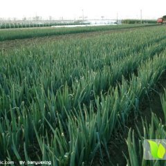 山东滕州，铁杆大葱，土豆，毛玉头代收