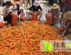 河南开封县三红萝卜火热上市