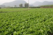 龙门龙江张愉锋11月包心芥菜