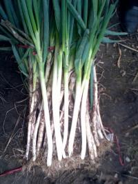 滕州大葱长势旺盛,姜屯王磊诚信合作