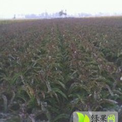 郯城红花乔雪11月福建飞桥紫叶香莴苣