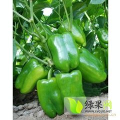 青州谭坊董成祥9月园椒辣椒