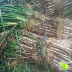 四川冕宁铁杆大葱随行就市