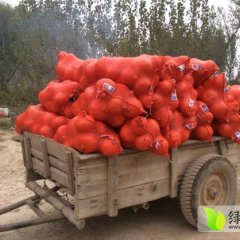 禹城市中王恩福10月金红冠南瓜