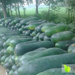 孟州谷旦镇11月子弹头黑皮冬瓜估计后期还要涨价