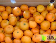 石门柑橘绿色无公害,新关熊辉平诚信合作