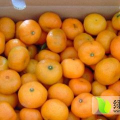 石门柑橘绿色无公害,新关熊辉平诚信合作