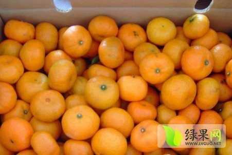 2014年湖南石门55-75红果价格