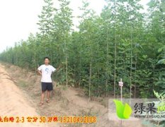 惠民开发李灵宝1月2公分速生白蜡绿化苗木
