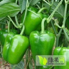 山东莘县甜椒王圆椒辣椒欢迎合作