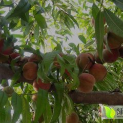 平邑县地方镇辛庄村，冬桃下市了