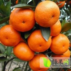 钟山凤翔冼生11月沙糖桔