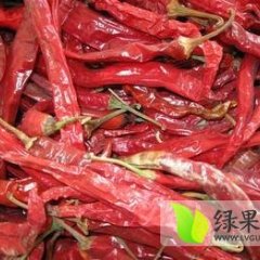 山西忻府北京红辣椒早买早赚