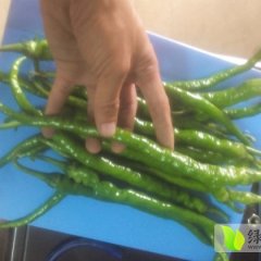 云南耿马辣天下，软皮青辣椒