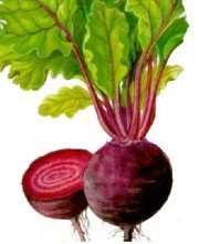 沛县本人种有30亩红梗甜菜，现可出售