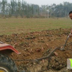 2014清河红薯现在订货有惊喜