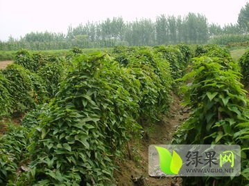 2014年山东单县九斤黄山药价格