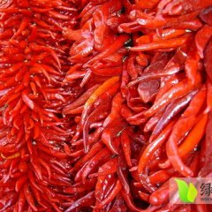 山东金乡辣椒（吉顺发辣椒基地）