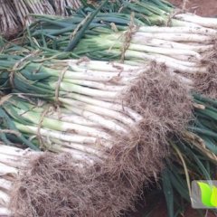 山东大葱聚焦市场,莱芜李玉秋诚信合作