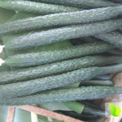 红河州陶先生：津研四号黄瓜11月上市