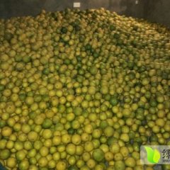 常山杭金徐先生11月胡柚柑橘