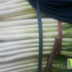 山东滕州铁杆大葱逐渐上升，长白大葱！