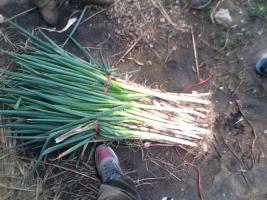 山东滕州铁杆大葱：姜屯镇王光磊