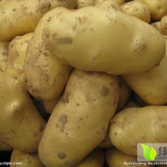 山东滕州荷兰十五土豆假一赔十