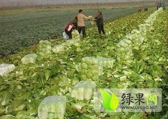 2014年湖北嘉鱼青杂三号价格