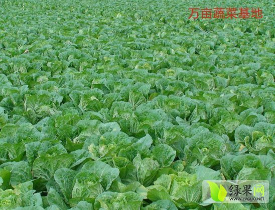 2014年湖北宜城青杂三号价格