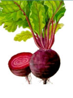 2014低红叶甜菜上市中