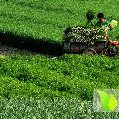 山东东昌府皇妃芹菜大量上市欢迎收购