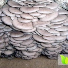 台儿庄泥沟陈先生10月平菇菌包出售