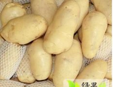 2015惠东土豆今年价格有看点
