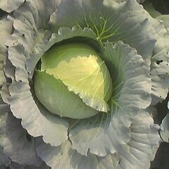 2014新野甘蓝值得出手