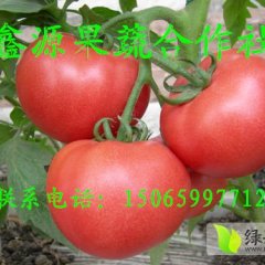 山东费县常年大量供应硬粉