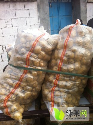 2014年山东滕州荷兰十五价格
