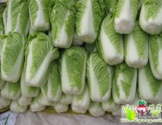 肥城王庄孟先生11月北京新三号白菜