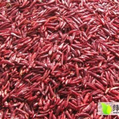 通许四所金四光11月新一代朝天椒辣椒