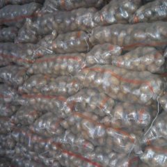 内蒙武川长期供应荷兰十五马铃薯