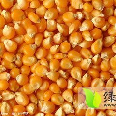 临漳县.香菜营乡.李静科11月先玉335玉米