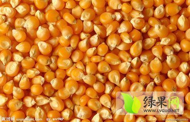 2014年河北临漳先玉335玉米价格